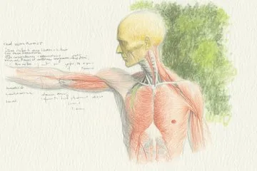 Human anatomy with a touch of Renaissance-inspired sketches 

--sref 443429906